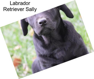 Labrador Retriever Sally