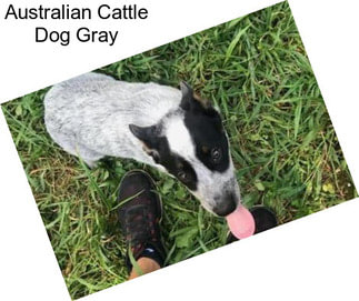 Australian Cattle Dog Gray