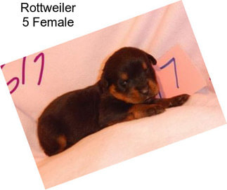 Rottweiler 5 Female