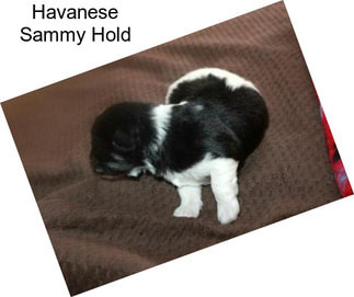 Havanese Sammy Hold