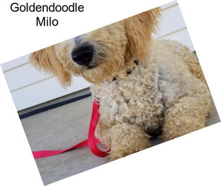 Goldendoodle Milo