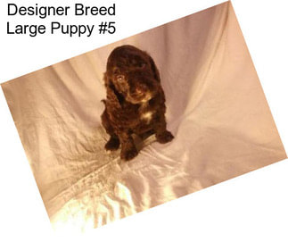 Designer Breed Large Puppy #5