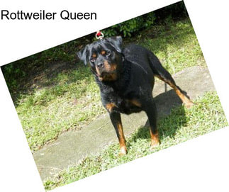 Rottweiler Queen