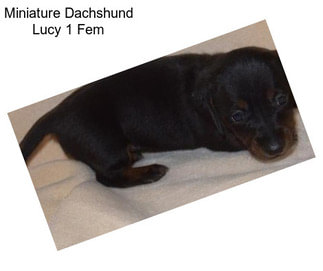 Miniature Dachshund Lucy 1 Fem