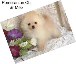 Pomeranian Ch Sr Milo
