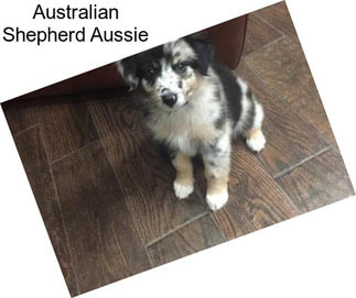 Australian Shepherd Aussie