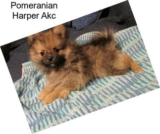 Pomeranian Harper Akc