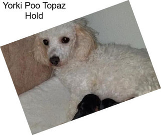 Yorki Poo Topaz Hold