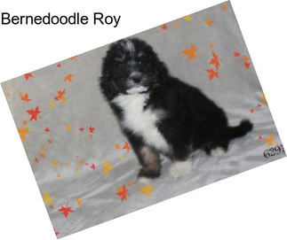 Bernedoodle Roy