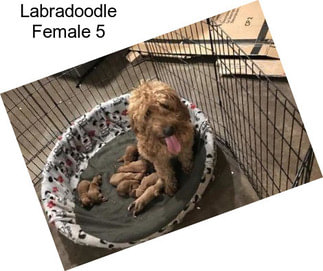 Labradoodle Female 5