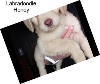 Labradoodle Honey