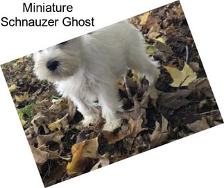 Miniature Schnauzer Ghost