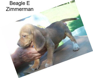 Beagle E Zimmerman