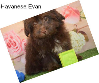 Havanese Evan