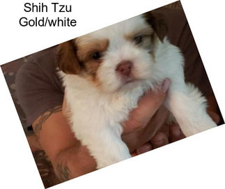 Shih Tzu Gold/white