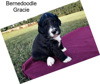 Bernedoodle Gracie