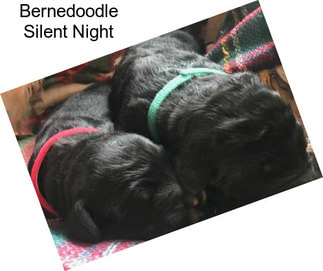 Bernedoodle Silent Night