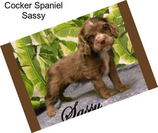 Cocker Spaniel Sassy