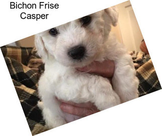 Bichon Frise Casper