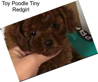 Toy Poodle Tiny Redgirl