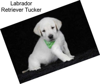 Labrador Retriever Tucker