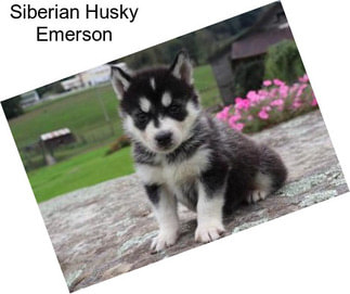Siberian Husky Emerson