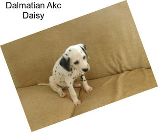 Dalmatian Akc Daisy