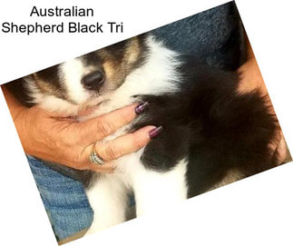 Australian Shepherd Black Tri