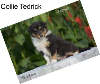 Collie Tedrick