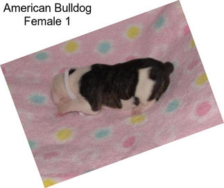 American Bulldog Female 1