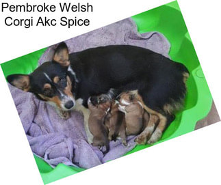 Pembroke Welsh Corgi Akc Spice