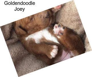 Goldendoodle Joey
