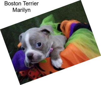 Boston Terrier Marilyn