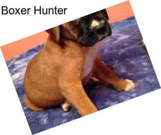 Boxer Hunter