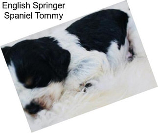 English Springer Spaniel Tommy