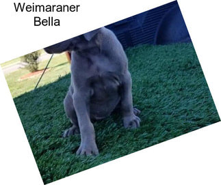 Weimaraner Bella