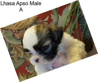 Lhasa Apso Male A