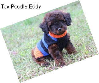 Toy Poodle Eddy