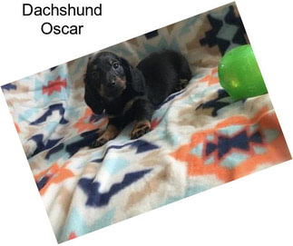 Dachshund Oscar