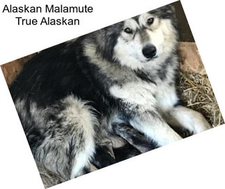 Alaskan Malamute True Alaskan