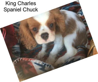 King Charles Spaniel Chuck