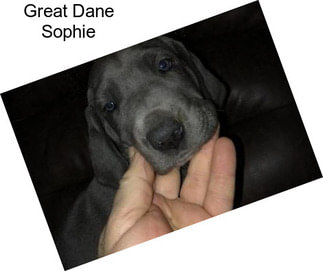 Great Dane Sophie