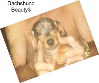 Dachshund Beauty3