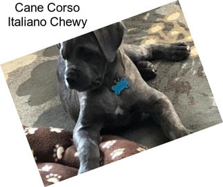 Cane Corso Italiano Puppies For Sale In International