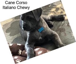 Cane Corso Italiano Chewy