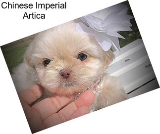 Chinese Imperial Artica