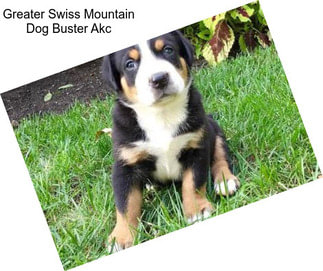 Greater Swiss Mountain Dog Buster Akc