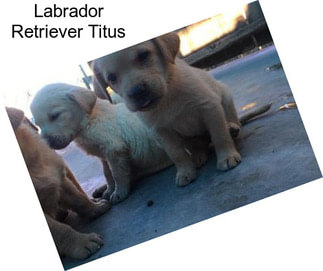 Labrador Retriever Titus
