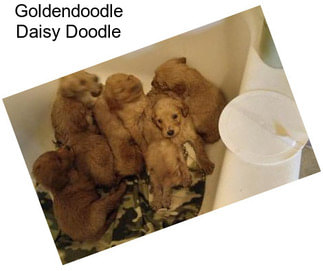 Goldendoodle Daisy Doodle