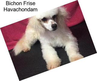 Bichon Frise Havachondam